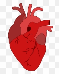 Real Heart Png - Real Heart Clipart Heart 1177487 Vippng Medical Heart Clipart Png Emoji,Heart Shaped Mickey Emoji