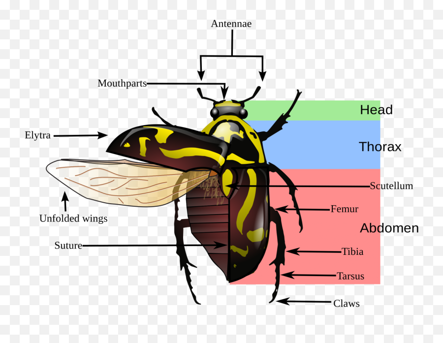 Diagram June Bug Diagram Full Version Hd Quality Bug - Variegated Mud Loving Beetle Diagram Emoji,Aveo Emotion 2014