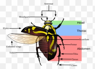 Diagram June Bug Diagram Full Version Hd Quality Bug - Variegated Mud Loving Beetle Diagram Emoji,Aveo Emotion 2014
