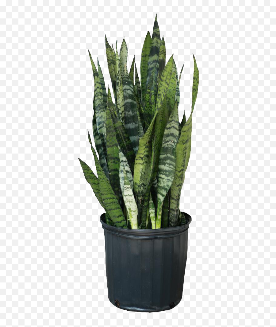Plants For Office Productivity - Snake Plant Emoji,Green And Plants Indoor Effect On Human Emotion
