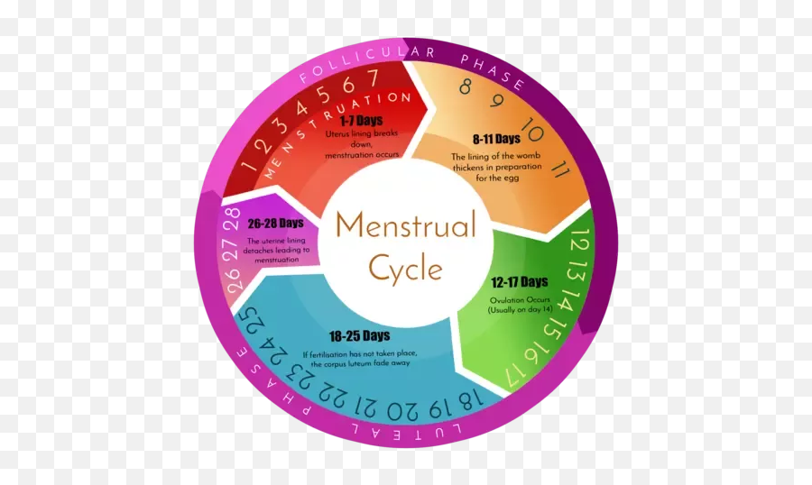 Menstrual Cycle Png U0026 Free Menstrual Cyclepng Transparent - Menstrual Cycle Days Emoji,Uterus Emoji