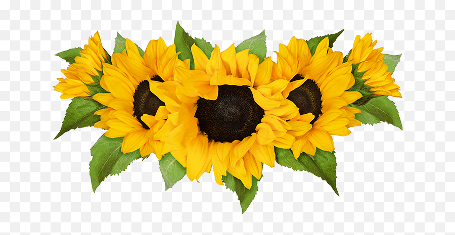 2021 Sunflower Maze U0026 Pick - Yourown Flowers Chaptico Md Transparent Row Of Sunflowers Emoji,Facebook Sunflower Emoticons