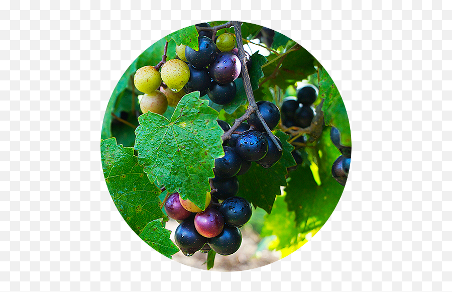 San Sebastian Winery Vineyards - Superfood Emoji,Facebook Emoticons Grapes