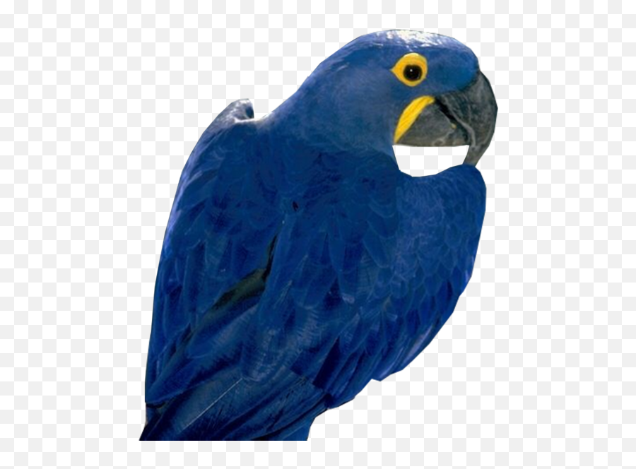 Blue Parrot Psd Official Psds - Blue Parrot Transparent Background Emoji,Parrot Emoji