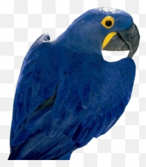Blue Parrot Psd Official Psds - Blue Parrot Transparent Background Emoji,Parrot Emoji