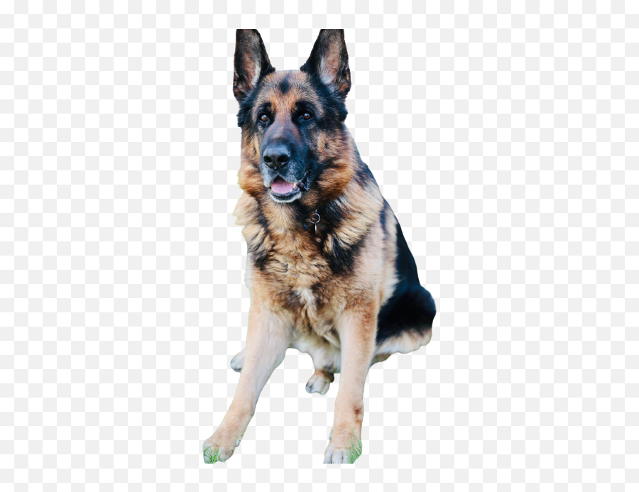 The Gsd U2013 Gsd Community - Vulnerable Native Breeds Emoji,German Shepherd Dog Barking Emoticon