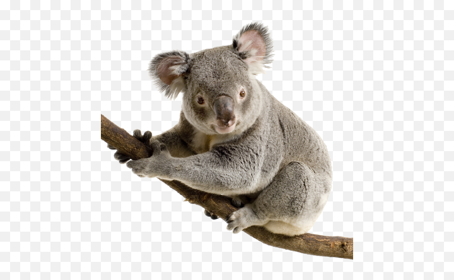 Koala Transparent Background Png Mart Emoji,Koalas Emojis