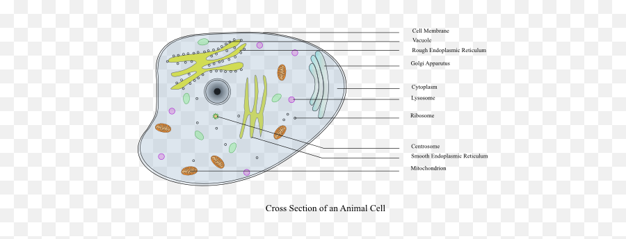 Animal Cell Labelled Clipart I2clipart - Royalty Free Public Domain Animal Cell Emoji,Animal Text Emoticons