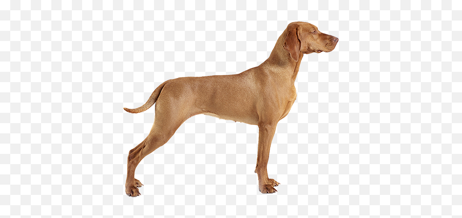 Kidney Disease In Dogs Natural Remedies For Kidney Support - Weimaraner Emoji,Emotion Support Animal