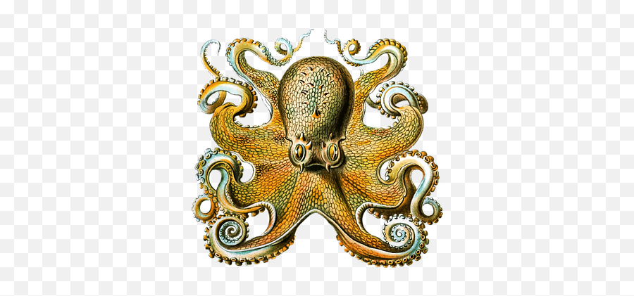 Free Tentacles Octopus Vectors - Ernst Haeckel Artwork Octopus Emoji,Cuttlefish Emotions