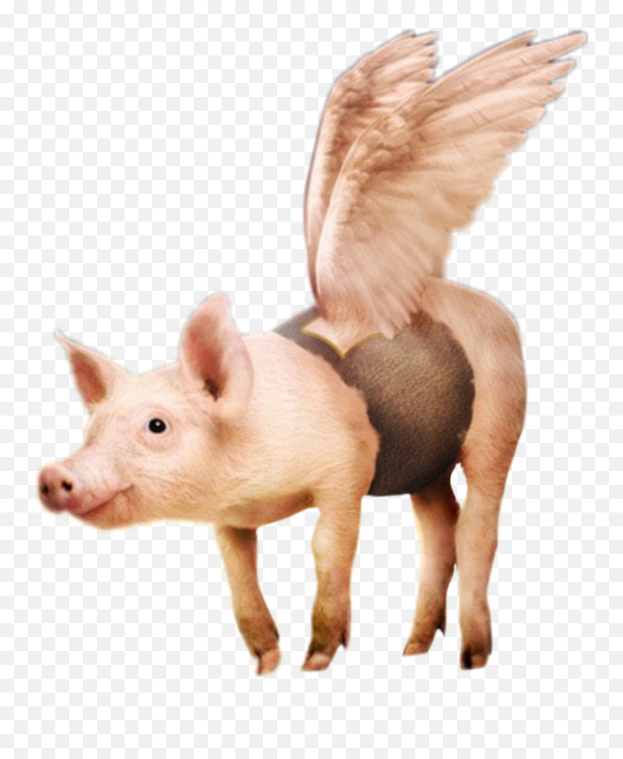 Flying Animals Sticker Challenge - Transparent Flying Pigs Png Emoji,Flying Pigs Emoji
