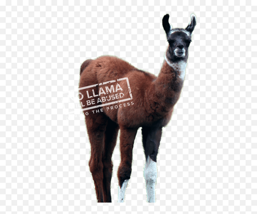 Winamp - Winamp Kicks The Llama Emoji,Alpaca Msn Emoticon