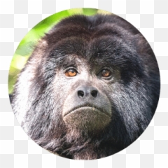 Monkeyland Plettenberg Bay Furry Friends Afoot - Old World Monkeys Emoji,Emotion Pets Playful Monkeys