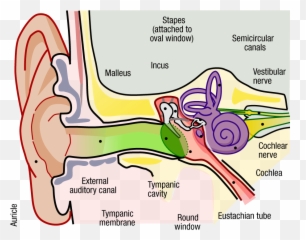 Mastoid Surgery - Update Tympanic Membrane Emoji,Surgery Cut Open Brain And No Emotion