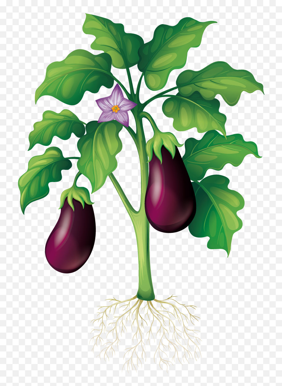 Free Transparent Eggplant Download Free Clip Art Free Clip - Eggplant Tree Emoji,Egg Plant Emoji