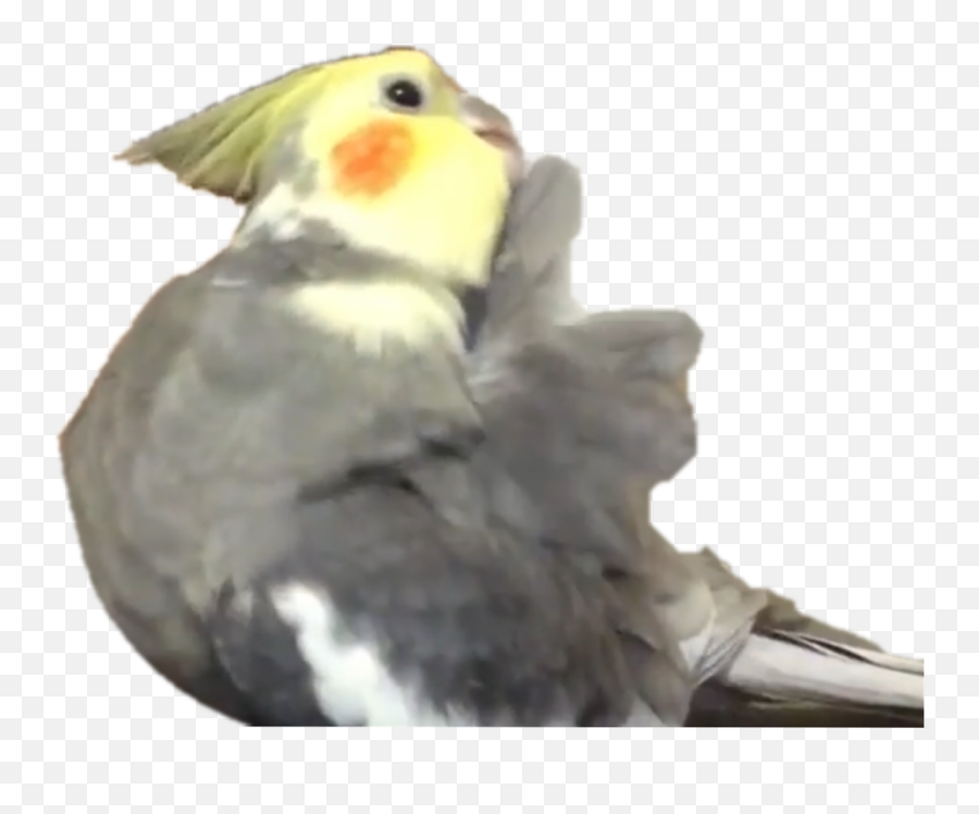 Bird Cockatiel Parrot Cutepets Sticker By Johana97777 - Cockatiel Emoji,Parrot Emoji