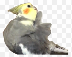 Bird Cockatiel Parrot Cutepets Sticker By Johana97777 - Cockatiel Emoji,Parrot Emoji