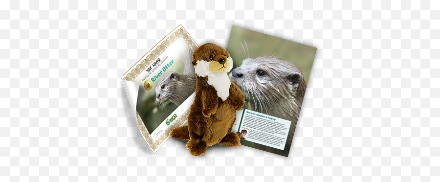 The Worlds Cutest Weasel - Earth Rangers River Otters Emoji,Emotion Otter Impact