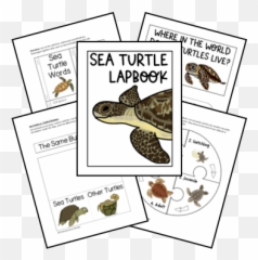 Turtle Lapbook U2013 Homeschool Share Emoji,Cold Turtle Emoticon