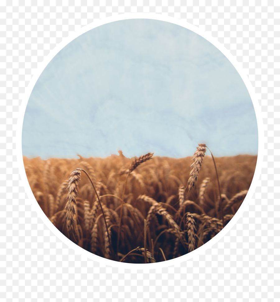 Grain Sticker Crop Sticker - Matthew 9 37 38 Nkjv Emoji,Grain Emoji