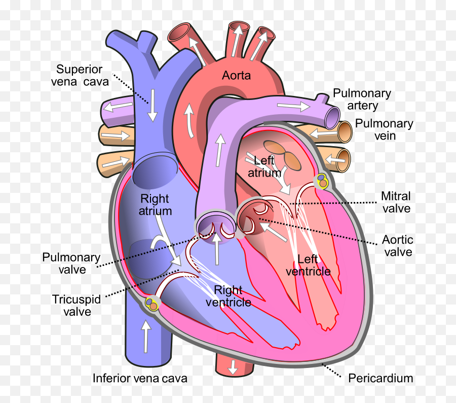 Never Noticed Until Someone Pointed - Parts Of Human Heart Emoji,Guess The Emoji Level 34answers