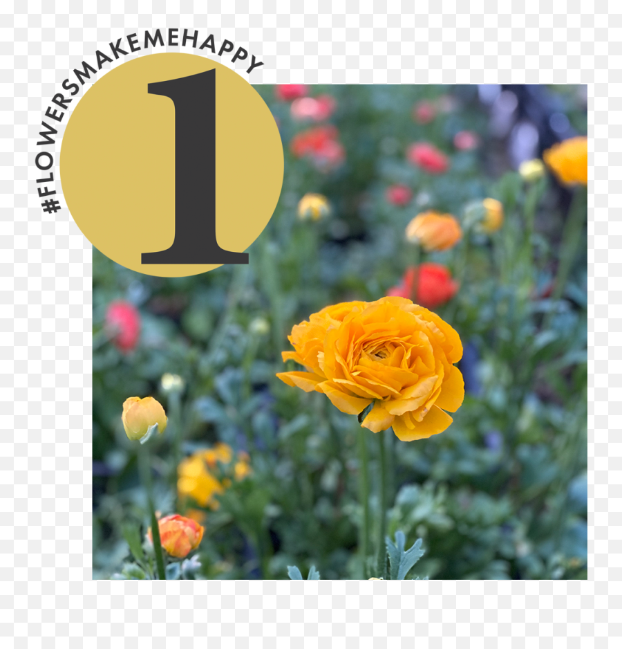 Flowers Make Us Happy - Floribunda Emoji,Emoticon Giving Flowers