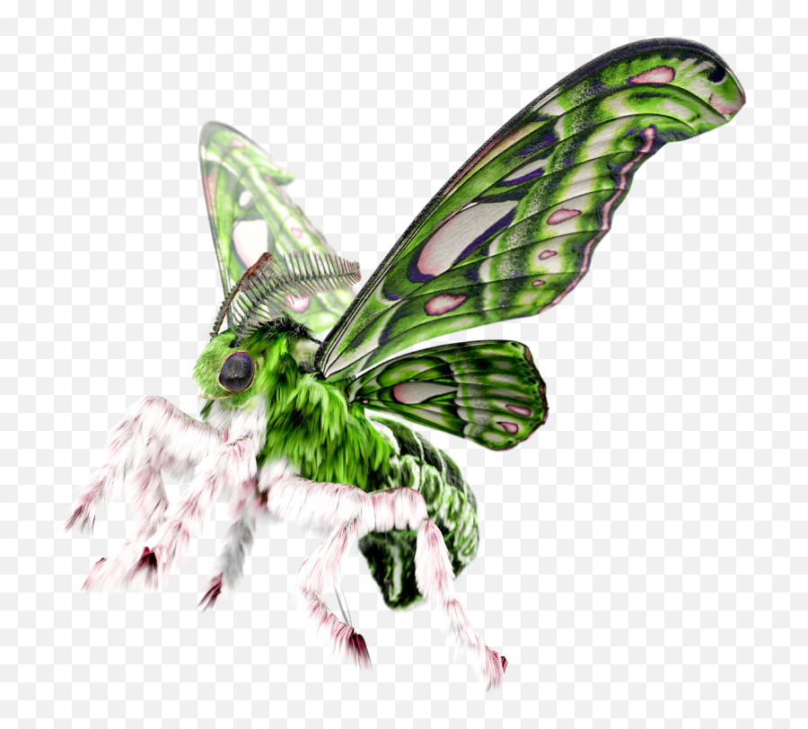 Lunar U2013 Ada Sokó Emoji,Can Luna Moths Feel Emotions