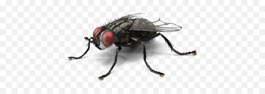 Fly Pnglib U2013 Free Png Library - House Fly Png Emoji,Housefly Emoticon