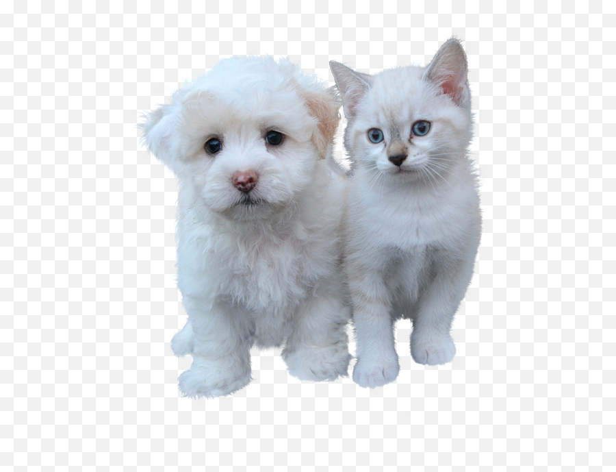 Cat Free Dog Isolated Cat Animal Pet Emoji,Cat Emotions Vs Dogs