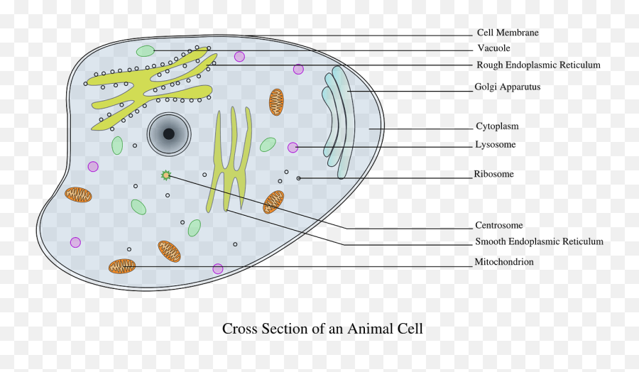 Blog - Gcse Labeled Animal Cell Emoji,Oxycise, Emotions