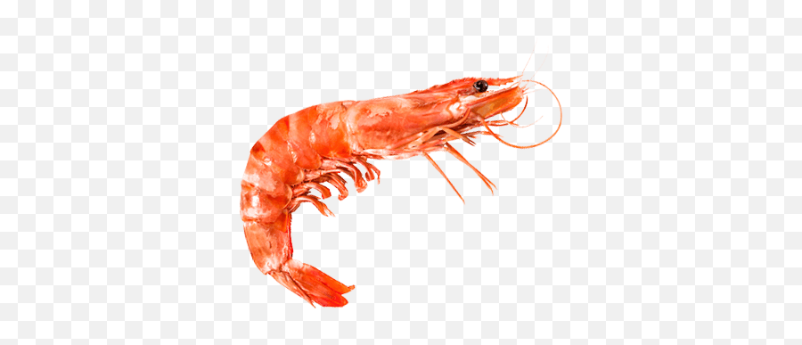 O Emoji,Tiger Shrimp Emoji