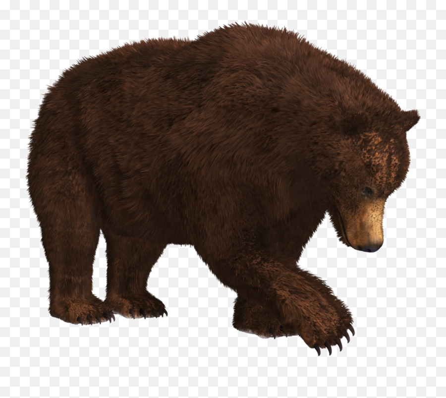 Hibernating Bear - Bear Png Emoji,Black Bear Emoji