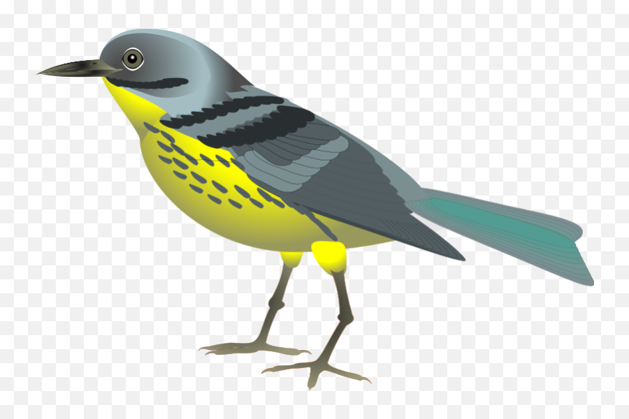 Clip Art Of The Colorful Bird - Realistic Birds Clip Art Emoji,Cockatiel Emotions