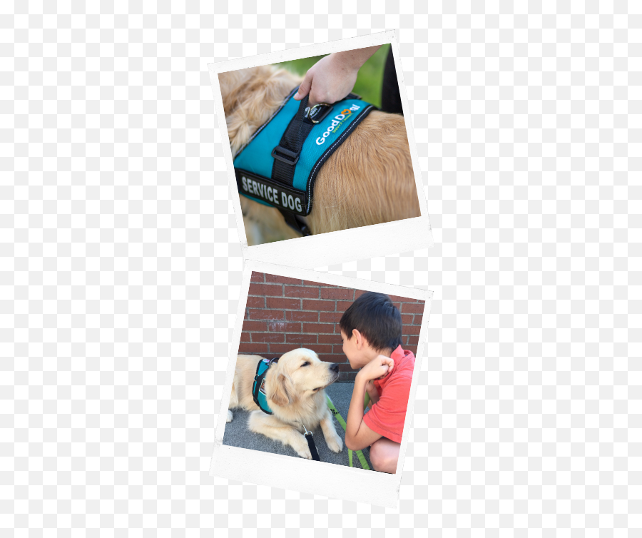 Good Dog Family Fundraisers - Good Dog Autism Companions Retriever Emoji,Dogs Human Emotions