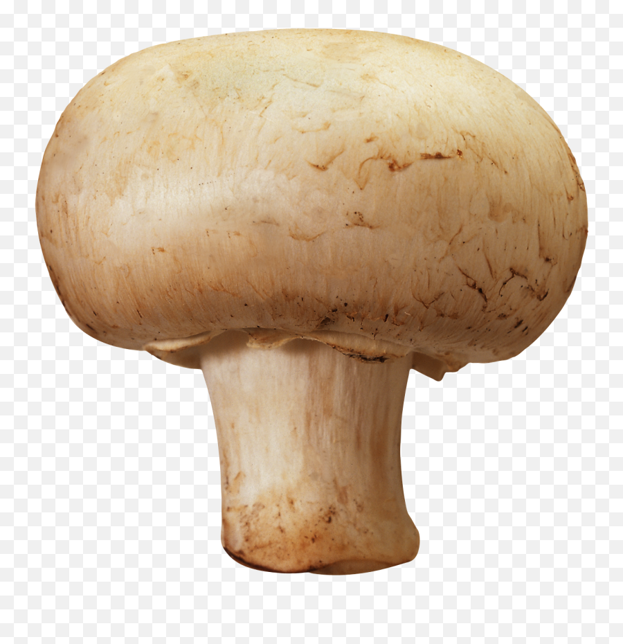 Mushroom Png - 10 Free Hq Online Puzzle Games On Mushroom Png Emoji,Emoji Mushroom Cloud