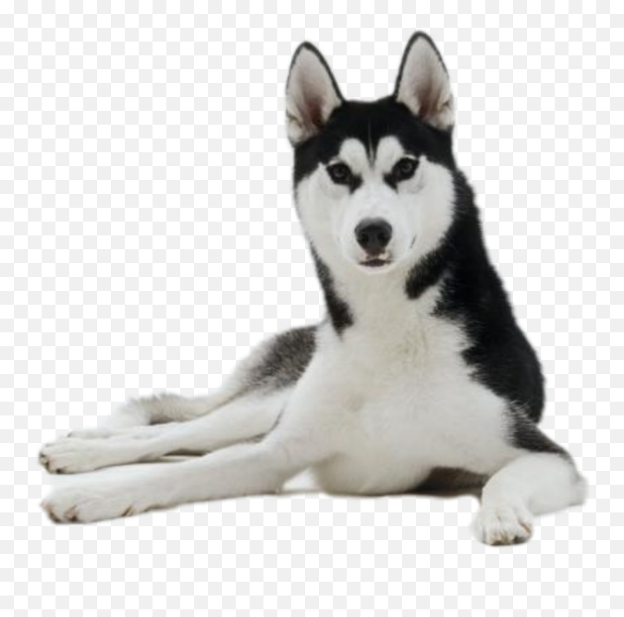 Dogshow Huskysiberianhusky Sticker - Northern Breed Group Emoji,Siberian Husky Emoji