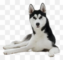 Dogshow Huskysiberianhusky Sticker - Northern Breed Group Emoji,Siberian Husky Emoji
