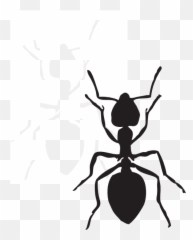 What Is Attractive About The Hourglass Figure Of A Woman - Outline Ant Clipart Black And White Emoji,Hour Glass Model Emotions