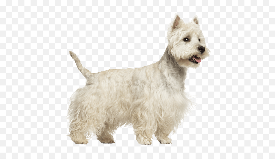 West Highland White Terrier Dog Breed Facts And - West Highland White Terrier Emoji,My Scottish Terrier Doesn't Show Emotions