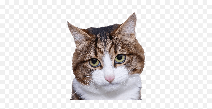 The Best 29 Discord Server Emojis Cat - Discord Cat Emoji Transparent,Cat Emojis For Facebook