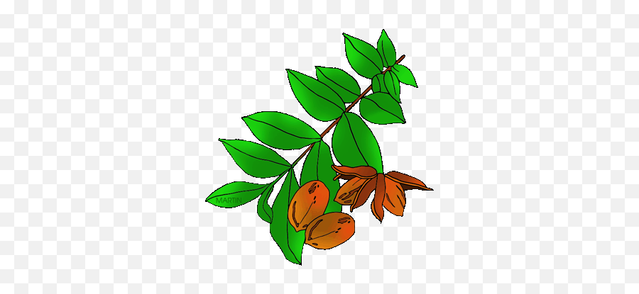 Free Nut Trees Clip Art By Phillip Martin - Leaf Texas State Tree Emoji,Plants Emotions Art