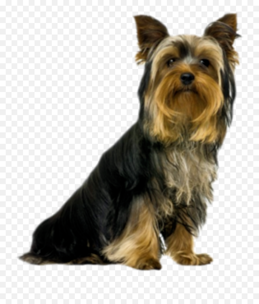 The Most Edited - Vulnerable Native Breeds Emoji,Puppy Yorkie Emoticon