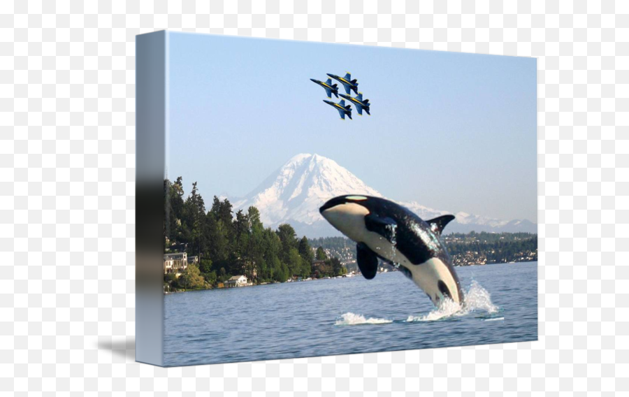 Lost Orca Whale In Lake Washington - Orcas Washington Emoji,Blue Whales Emotions