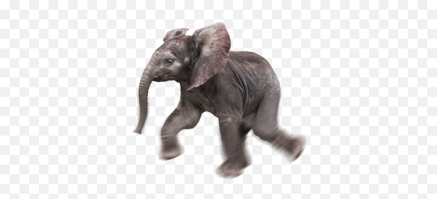 Elephants - Png Press Baby Elephant Transparent Emoji,Elephant Share Emotions With Human