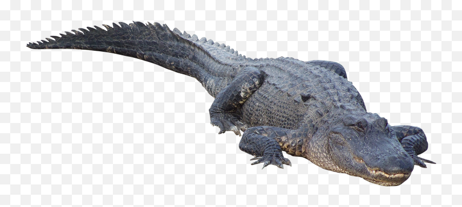 4200x4200 - Alligator Png Emoji,Alligator Emoji