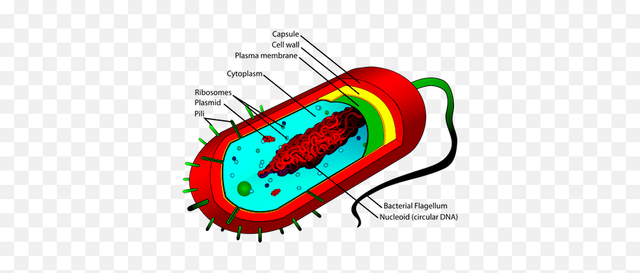 Do Prokaryotic Cells Have A Nucleus - Video U0026 Lesson Emoji,Three Components Of Emotion / Mcat