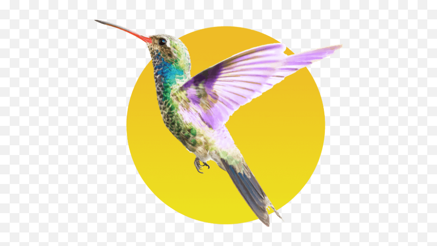 Hummingbirds Universal Emoji,Emotion Everett