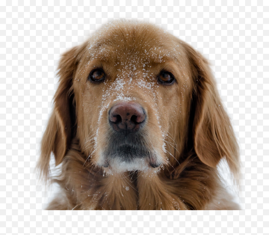 Hi Bark Puppy Dog Snow Snowy Sticker By Mei Mei - Nova Scotia Duck Tolling Retriever Emoji,Barking Dog Emoji