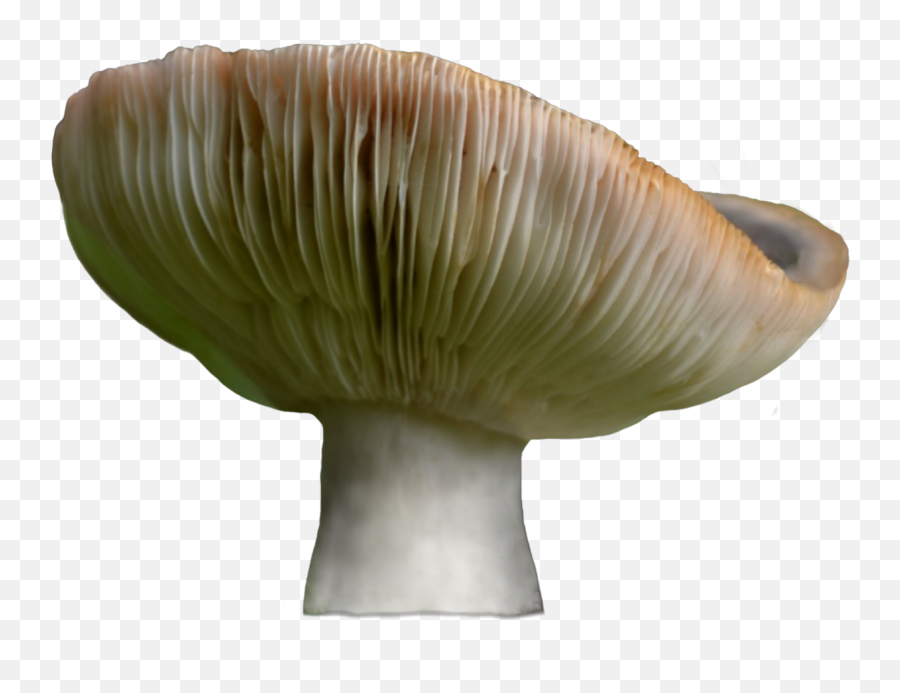 Mushroom Sticker - Wild Mushroom Emoji,Mushrooms Emoji