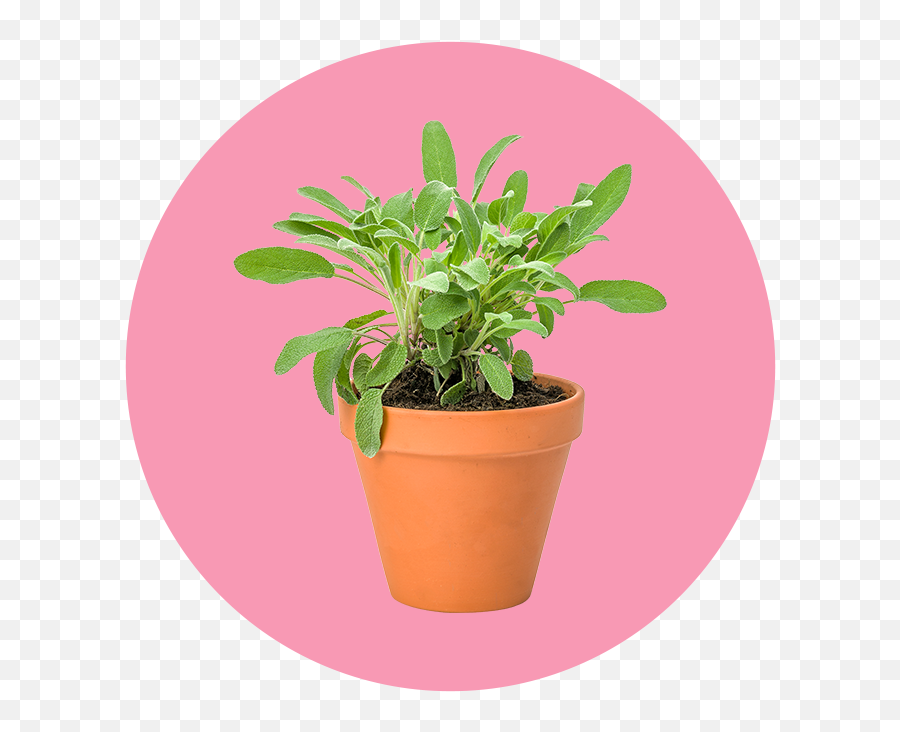 23 Pet - Fines Herbes Emoji,Green And Plants Indoor Effect On Human Emotion